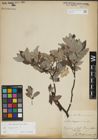Foto von Salix lapponum L.